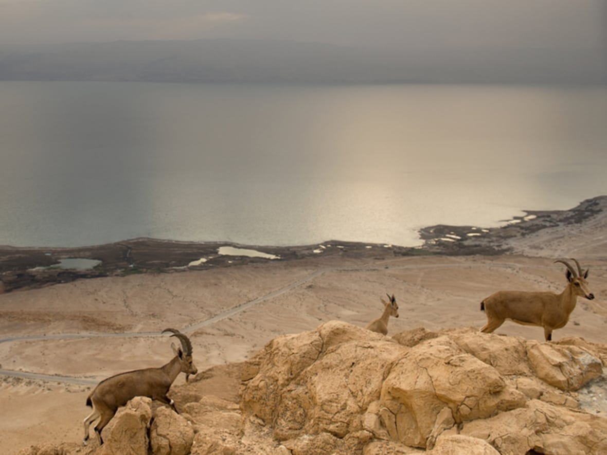 mountain goats at the dead sea
