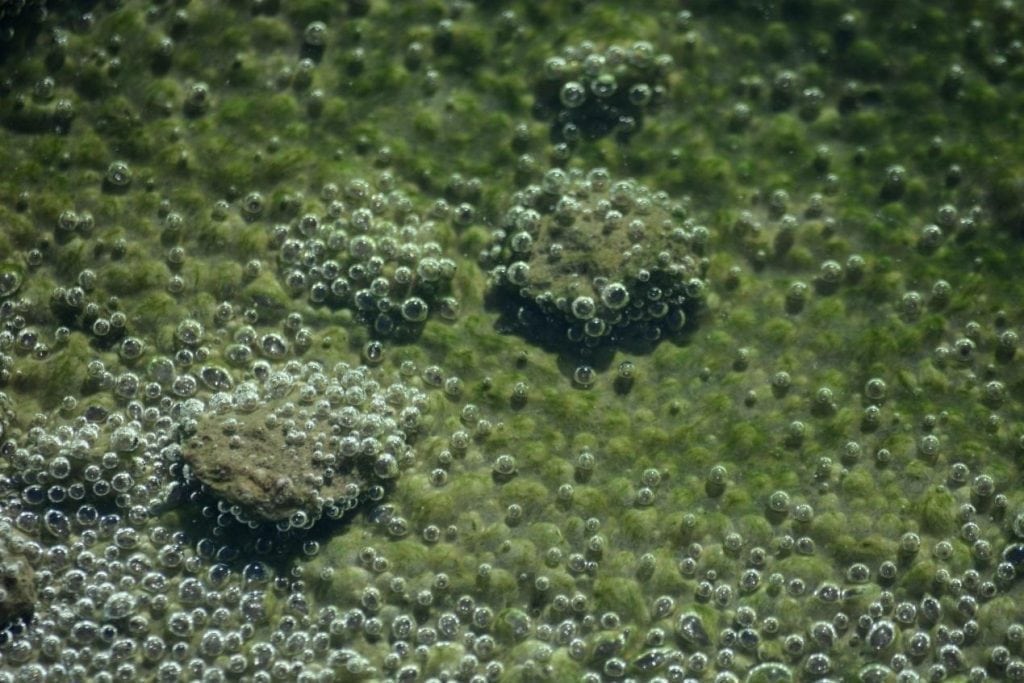 Dead Sea algae