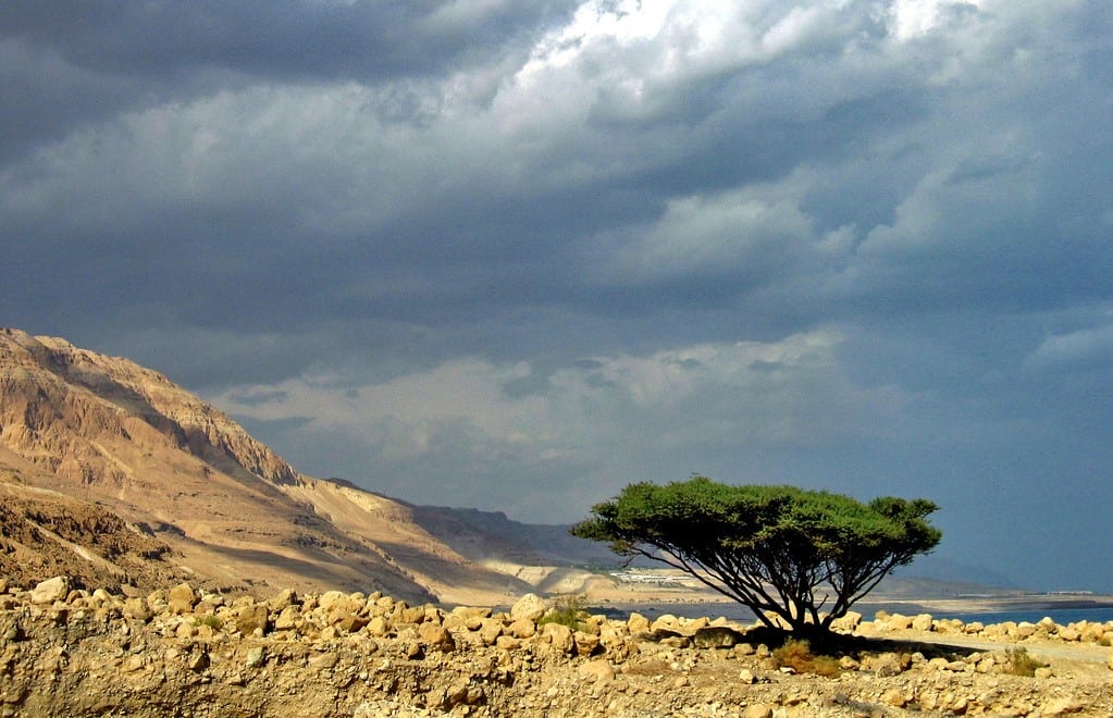 Dead Sea Tree